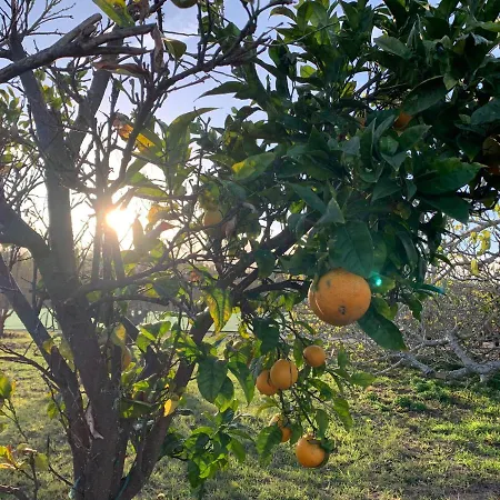 Quinta Samor